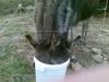 prune_et_titouan_en_train_de_boire.JPG